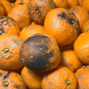 訳あり注意【農薬不使用】無農薬有田みかん 最悪の5kg