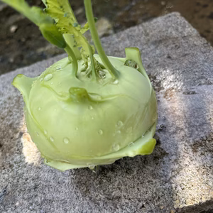 新感覚野菜！コールラビ※訳あり商品