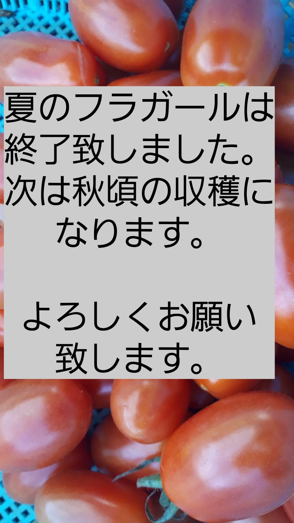 無農薬 濃密フラガールミニトマト 赤 農家漁師から産地直送の通販 ポケットマルシェ