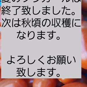 〈無農薬〉濃密フラガールミニトマト(赤)