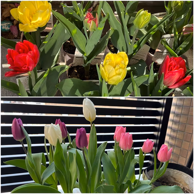 みんなの投稿の画像