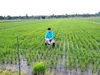 令和元年新潟産 減農薬減化学肥料栽培 コシヒカリ10Ｋｇ
