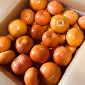 農家直送‼️　岐阜県産富有柿　10キロ