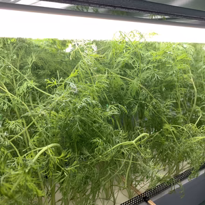 ディル【無農薬室内水耕栽培フレッシュハーブ】