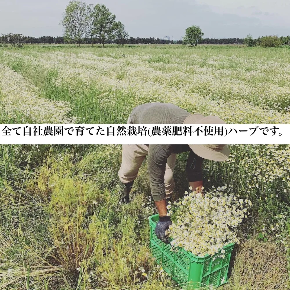 まるでフレッシュハーブ　カモミール10g