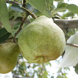 洋梨 ラ・フランス 小玉 ご家庭用 約３ｋｇ