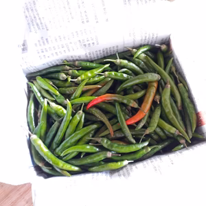 生は今だけ！！激辛青唐辛子で暑さを乗り越えろ！！