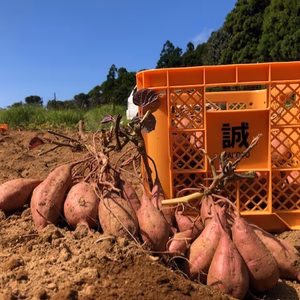 Sサイズオーガニック種子島安納いも３㎏｜有機認証