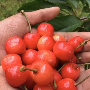 『佐藤錦』さくらんぼの王様 G I東根さくらんぼ