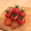 【お試しBOX】リピーター続出‼︎ 高糖度ミニトマト　食べ比べ