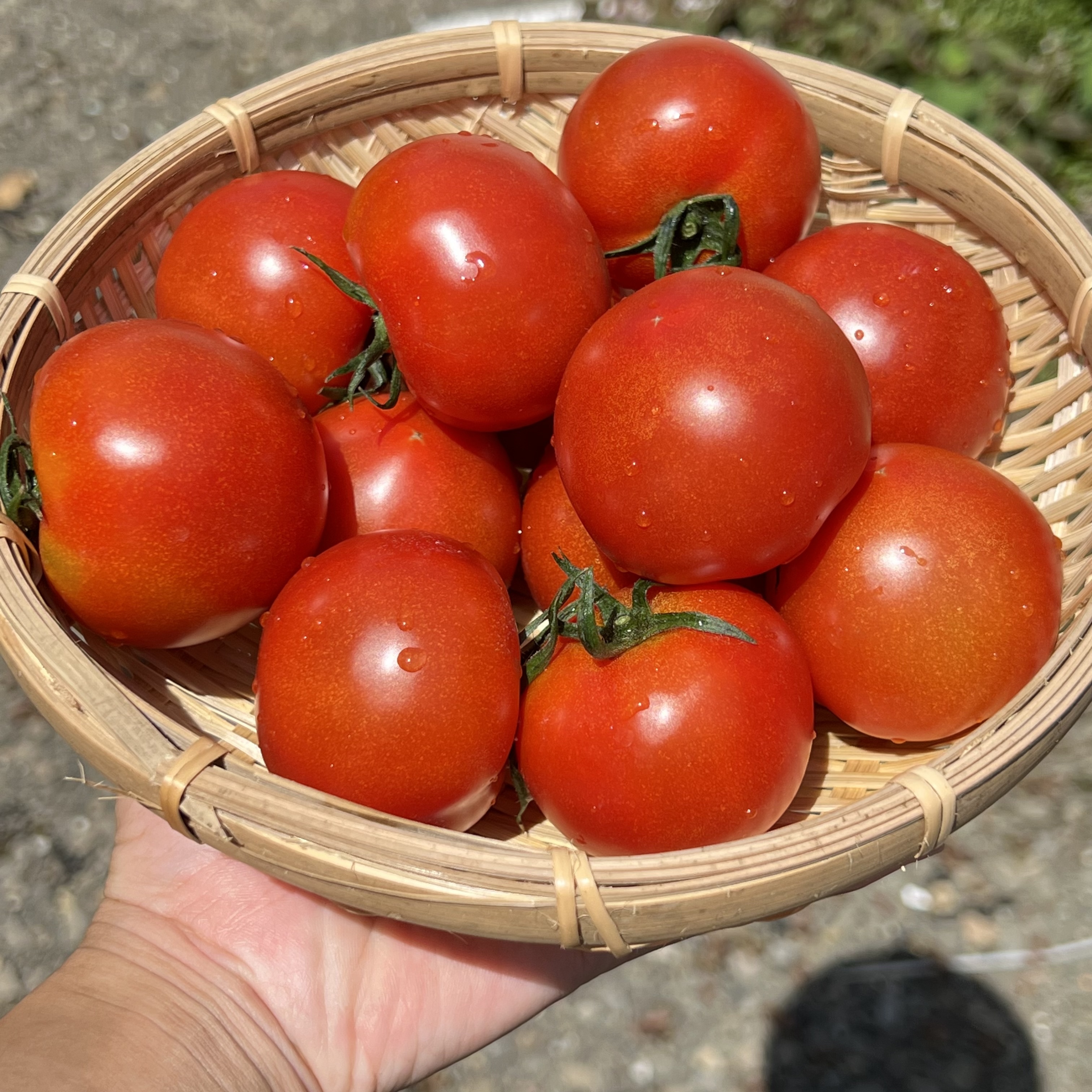 トマトの産直通販・お取り寄せ商品｜野菜｜ポケットマルシェ