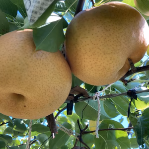 完熟だから美味しい☆愛宕梨　5kg (5-10個)