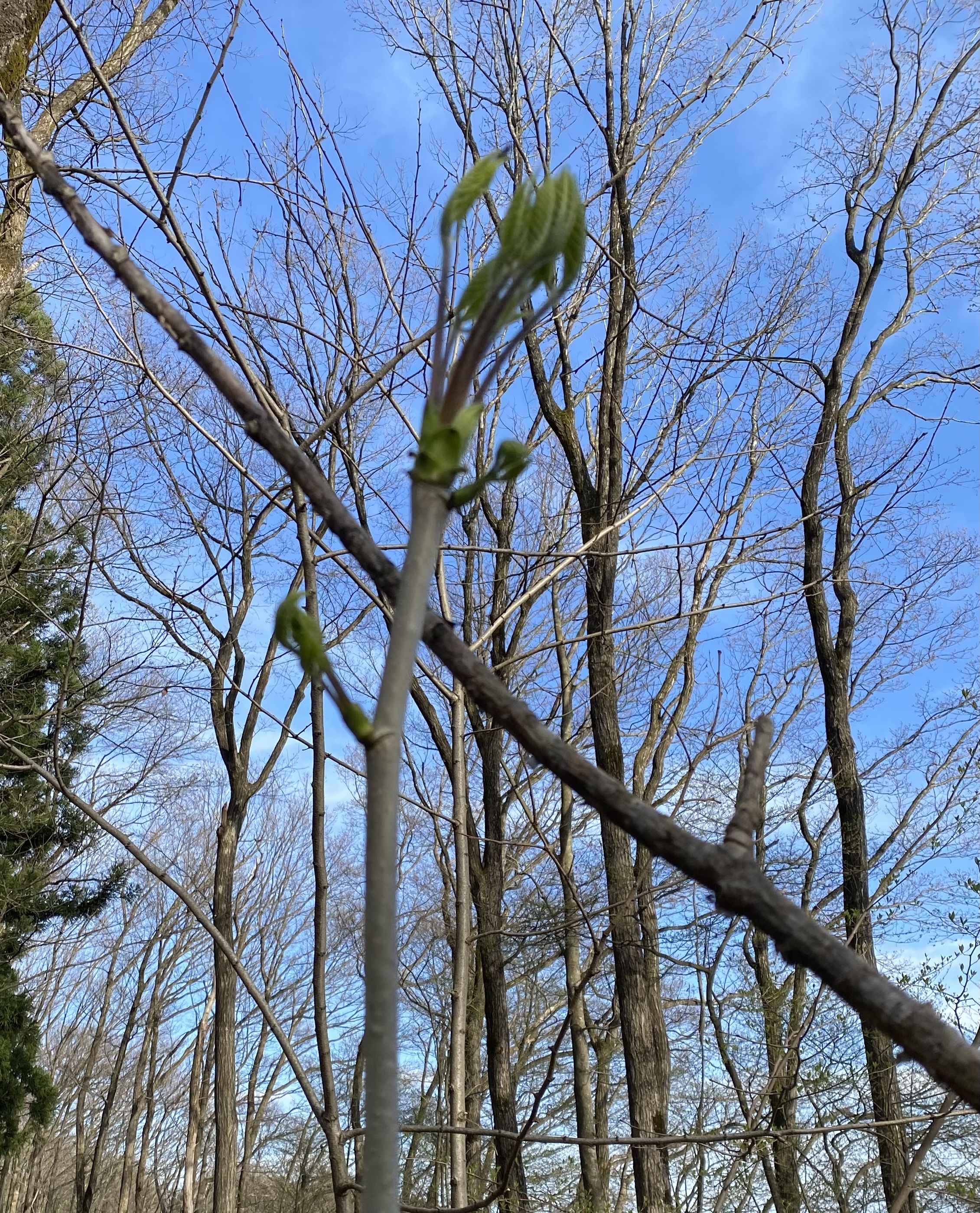 秋田県産山菜 こしあぶら 農家漁師から産地直送の通販 ポケットマルシェ