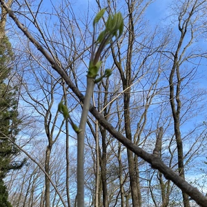 秋田県産山菜❗️こしあぶら