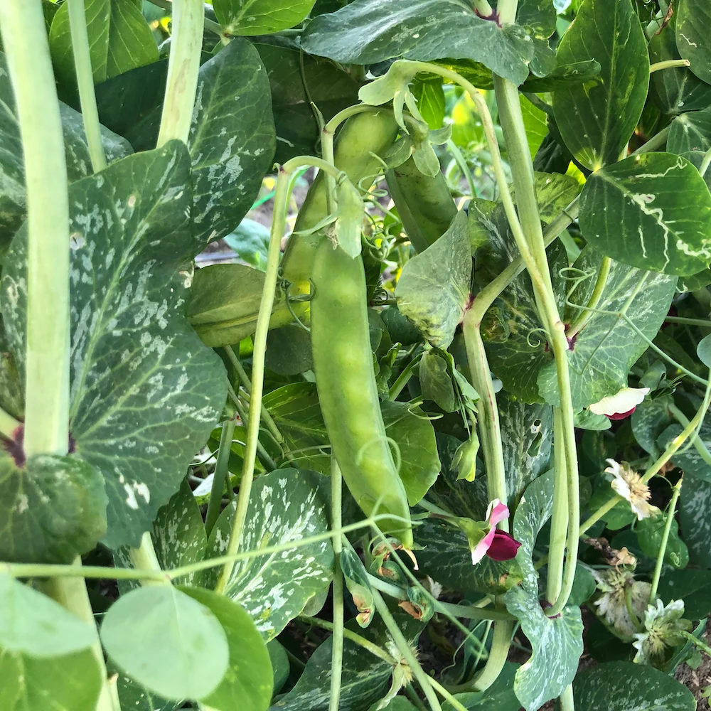無農薬野菜+無農薬米 お得セット【週1回】
