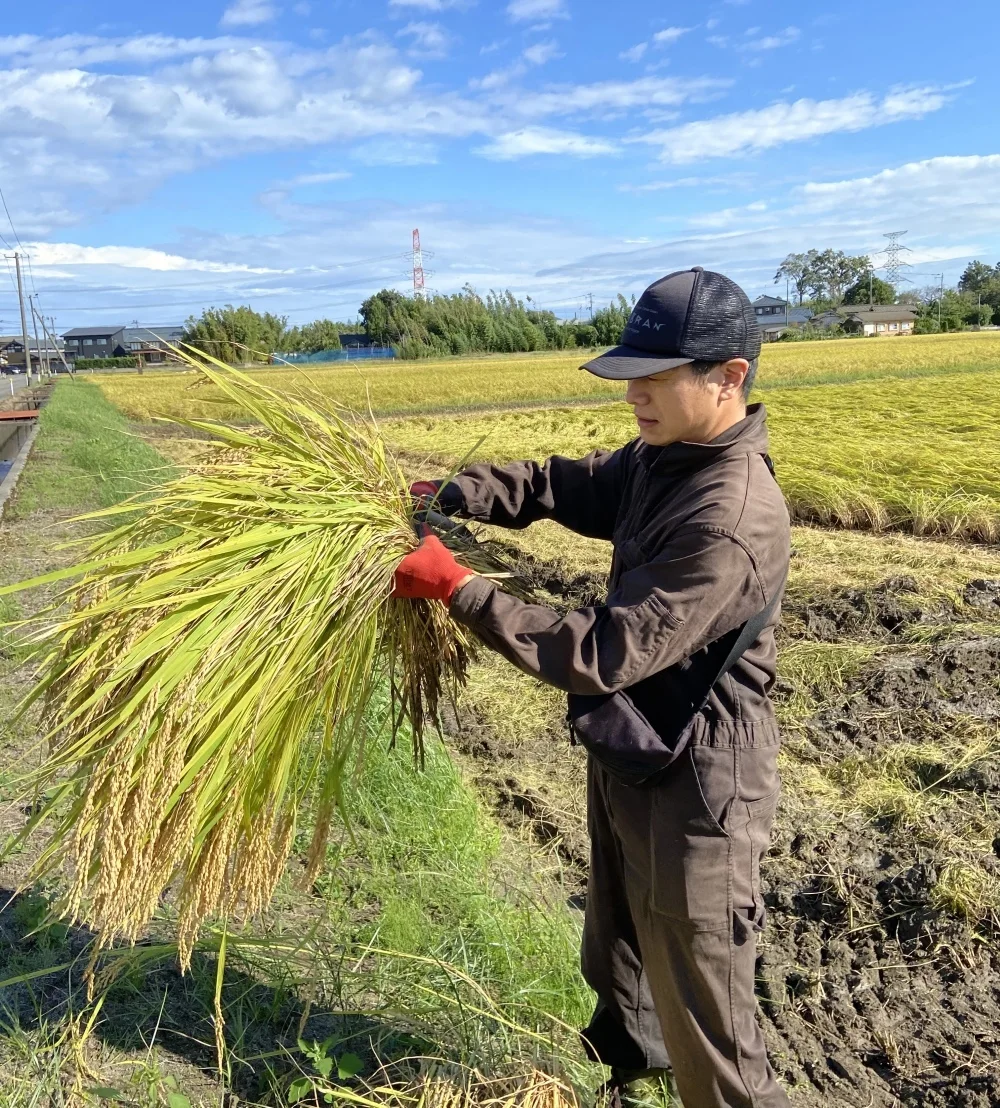 令和5年度新米】新潟県産コシヒカリ 2kg｜米・穀類の商品詳細