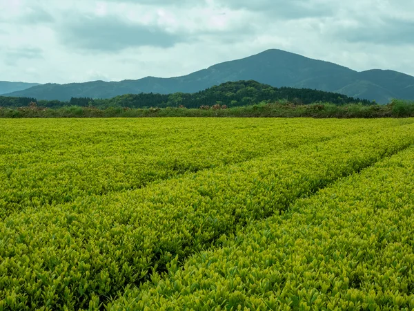 鹿児島県肝属郡南大隅町｜ねじめ茶寮｜後藤 望さんの生産者