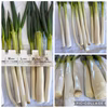 【農家直送】選別漏れの「もったいないネギ」大放出！白い部分が短くても味は一級品