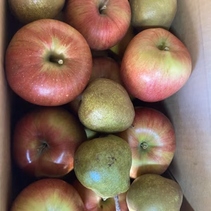 シナノスイート約3キロシナノゴールド約3キロ、ラフランスオマケ付き