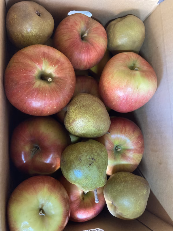 シナノスイート約3キロシナノゴールド約3キロ、ラフランスオマケ付き