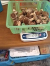 西軽井沢産　菌床どんこ椎茸M~Sサイズ1.2kg+オマケ 冷凍可能　農薬不使用