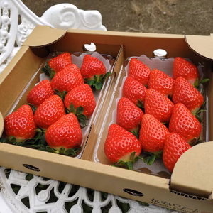 ケーキ作りに最適！生食も美味！さがほのか【わいわいファーム完熟いちご】2パック