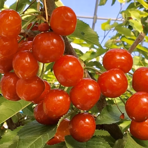 『紅秀峰』大きくて甘い！ギフトに人気の高級品種✨