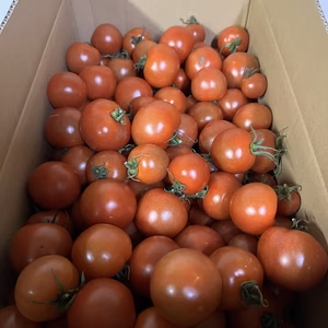 宮城県石巻産ミディトマト★フルティカ1kg！