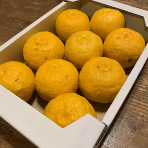 しまんと　四万十 柚子 ＊贈答用 優品 約1.5㎏(3L8～9玉)＊ 高知 ゆず