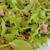 たっぷり200g【朝採り手摘み】ミックスベビーリーフ