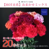 【HOT赤系】おまかせミックス♡高級カーネーション詰合せ(20本セット)