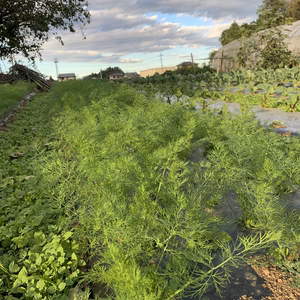 爽やかな香り　ディル