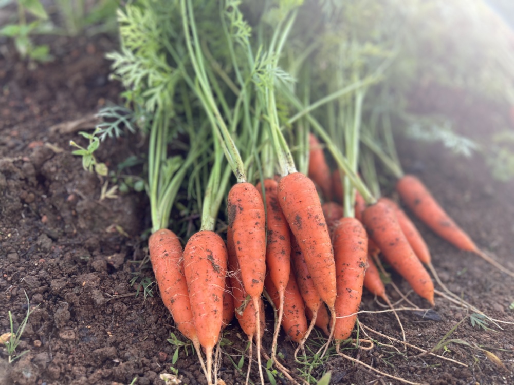 バックナンバー]極上のクルマエビ🦐ふっさふさニンジン🥕激レア完熟