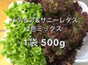 サラダに！レタしゃぶに！　赤と緑のお得なレタスセット