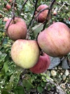 12月上旬～さむさわのりんご 加工用青玉・変形 サンふじ 5キロ 14～18玉