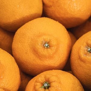 【樹上完熟】不知火（デコ）『甘みと程よい酸味のバランスが絶妙』【家庭用 】