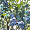 【６月発送】化学合成農薬不使用完熟ブルーベリー1ｋｇ（125×8）