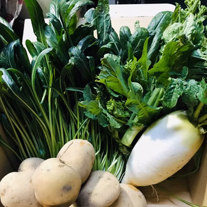 発送日の朝収穫、今が美味しい春の野菜セット