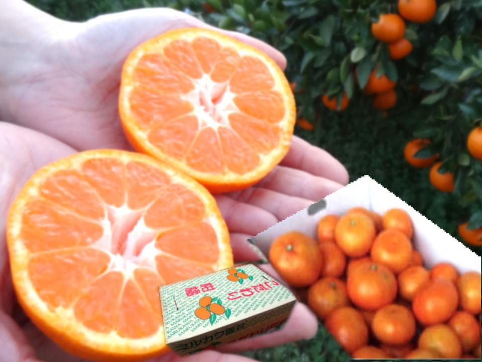 黄金熟成仕上げ！濃厚な甘さ！超熟みかん「熟太郎」 サイズ混合【626-8