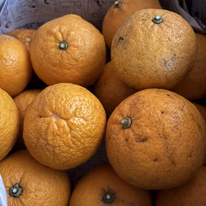 昔ながらの懐かしい味の「夏みかん」※訳あり　4.5㎏　