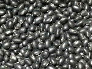 黒大豆(10kg)