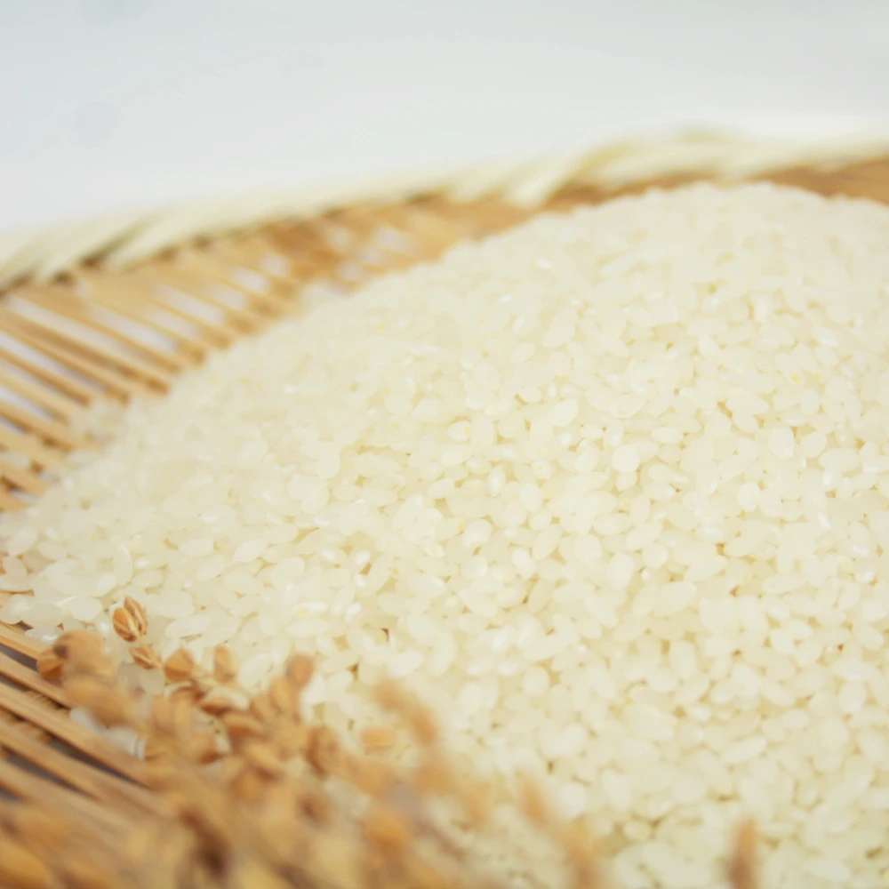 【令和5年産新米】スプリングライスミルキークイーン玄米5kg【低農薬米】