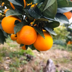 特選タロッコ　（S、М、L）