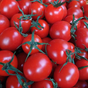 【コクあり】アルル(1.2kg)旨味たっぷり！しっかりとした味わい！