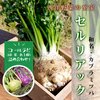 【お試し】セルリアック(根セロリ)＆コールラビ(2個) 詰め合わせセット