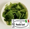 【常温60BOX】手摘みルッコラ菜／イタリア野菜／宮崎県産