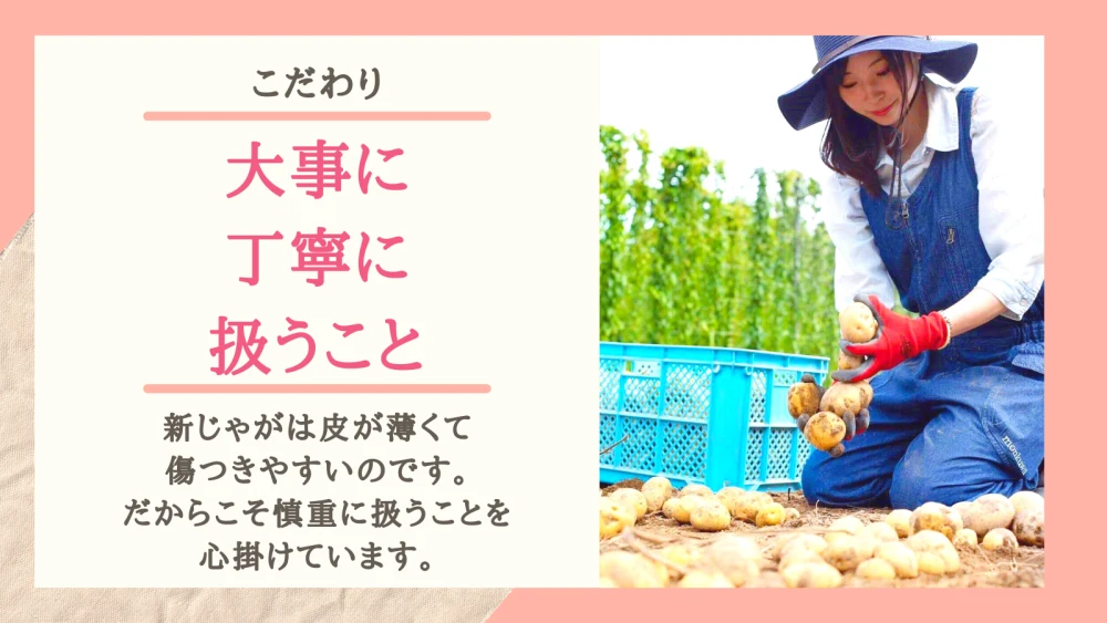 【北海道産きたあかり】30年以上作り続けるじゃがいも農家【ゆめいも】