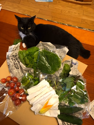 みんなの投稿の画像