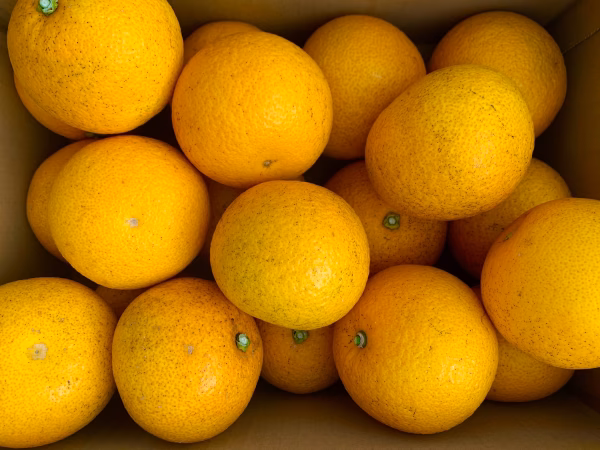 八朔•大中混合【無農薬・家庭用】5kg/箱