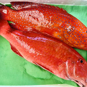 【本日発送】送料無料！朝獲れ鮮魚”２種セット”（1.2kg）　